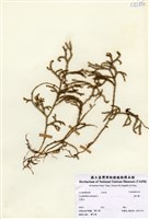 藏品(過山龍)的圖片